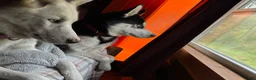 Siberian Husky dogs for sale: Moose 🫎  - Ad 6