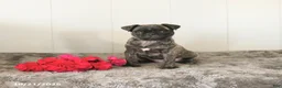 Pug dogs for sale: Misty - Ad 1
