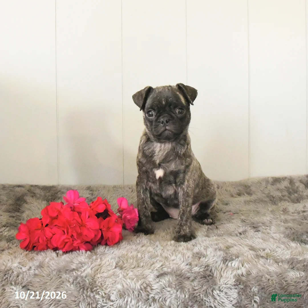 Pug dogs for sale: Misty - Ad 1