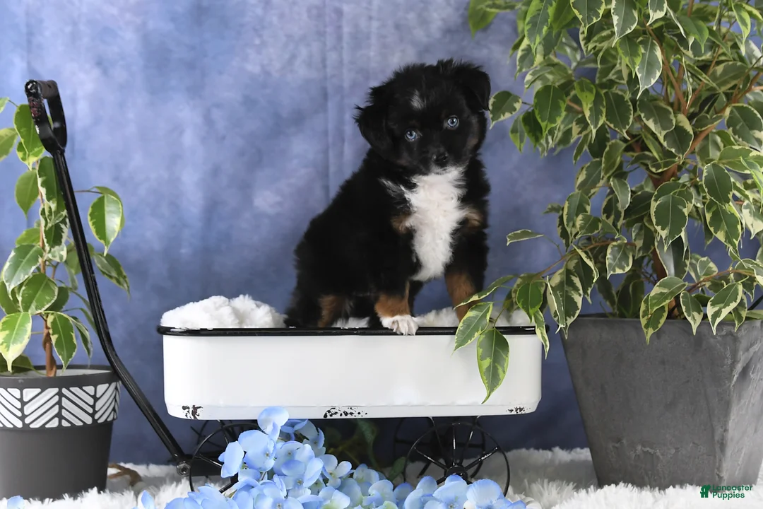 Toy Australian Shepherd dogs for sale: Banjo - Ad 17