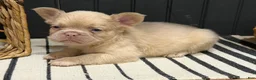 French Bulldog dogs for sale: King George - Ad 14