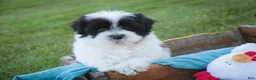 Havanese dogs for sale: Ivan Havanese Puppy  - Ad 3