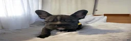 French Bulldog dogs for sale: Junior  - Ad 2