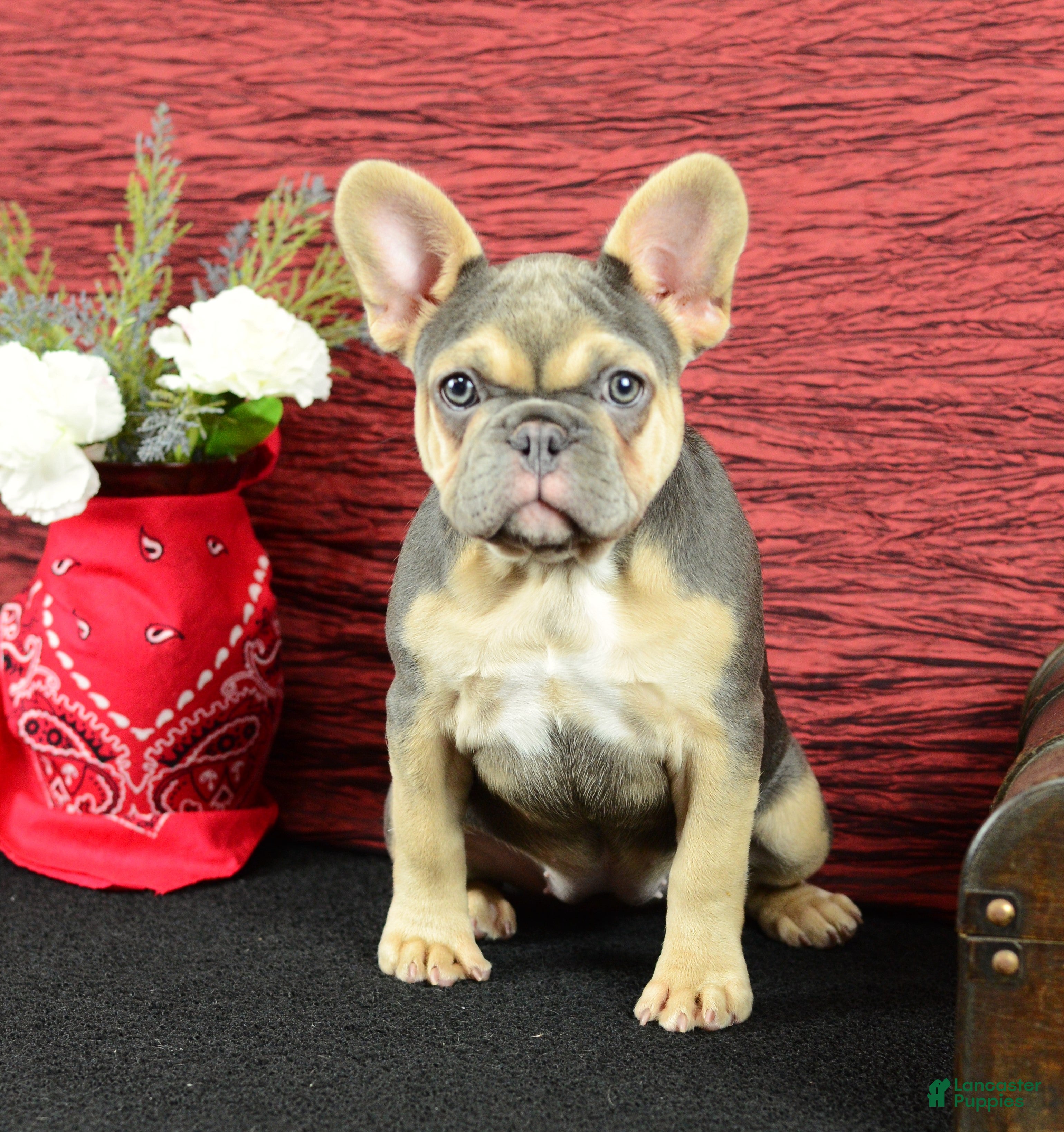 French Bulldog dogs Roxy - Ad 1