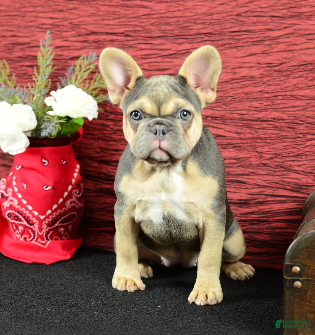French Bulldog dogs for sale: Roxy - Ad 2