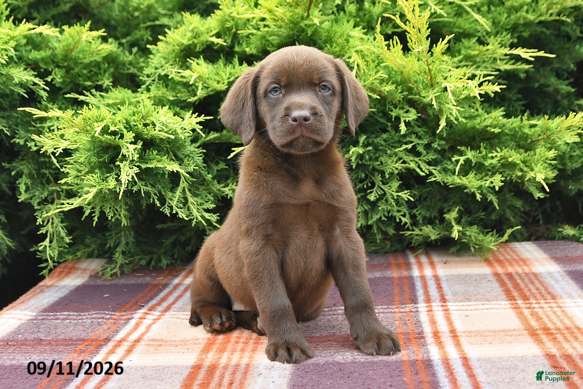 Labrador Retriever dogs Kelly - Ad 2
