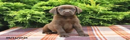 Labrador Retriever dogs for sale: Kelly - Ad 2