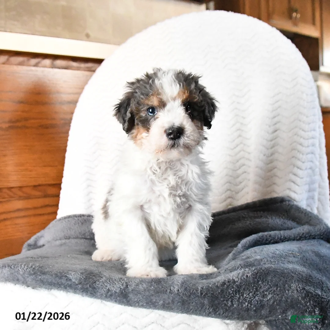 Mini Bernedoodle dogs for sale: Vincent - Ad 8