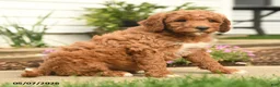 Goldendoodle dogs for sale: Reeses - Ad 5
