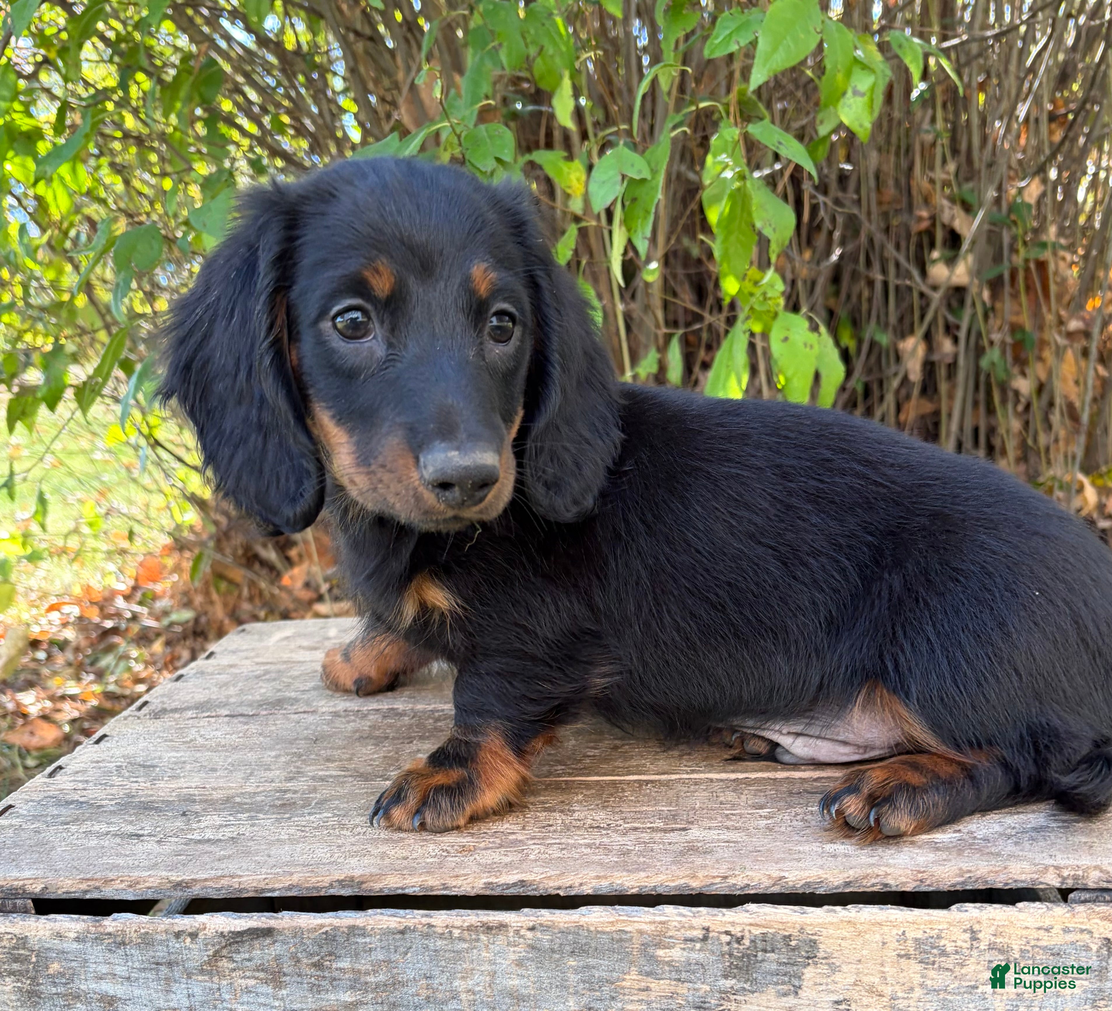 Dachshund dogs for sale: Teddy - Ad 1