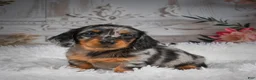 Miniature Dachshund dogs for sale: AKC-Hero - Ad 3