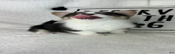 Welsh Corgi Pembroke dogs for sale: Carmen - Ad 5
