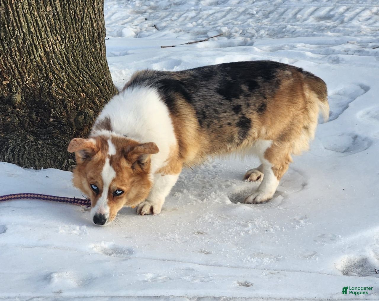 Welsh Corgi Pembroke dogs Welsh Corgi Pembroke Puppy 2 - Ad 2