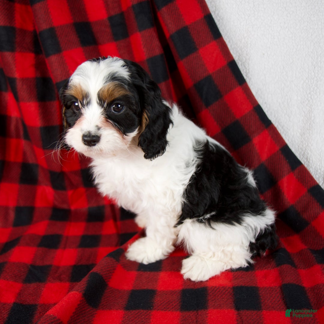 Cavapoo dogs for sale: Eden - Ad 3