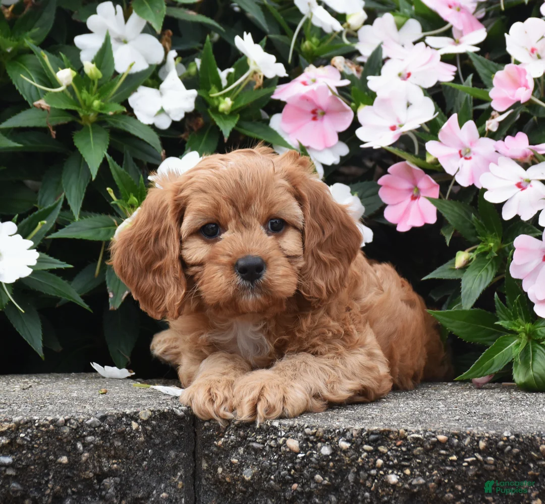 Cavapoo dogs for sale: Oliver - Ad 3