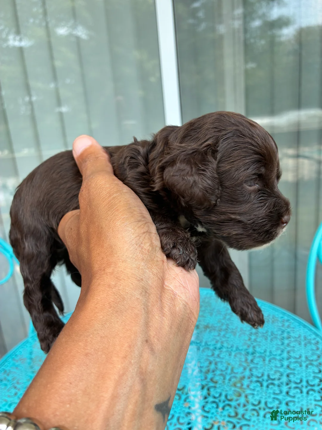 Cockapoo dogs for sale:  8. Idris - Ad 2