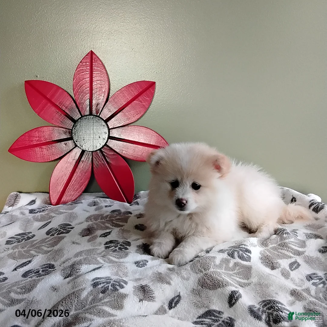 Mixed Breed dogs for sale: Rosie - Ad 3