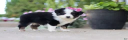 Toy Australian Shepherd dogs for sale: Rory - Ad 7