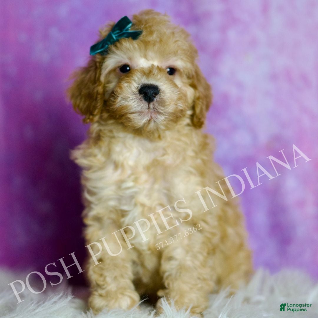 Standard Poodle dogs Buster - Ad 26