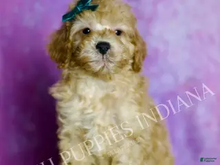 Standard Poodle dogs Buster - Ad 26