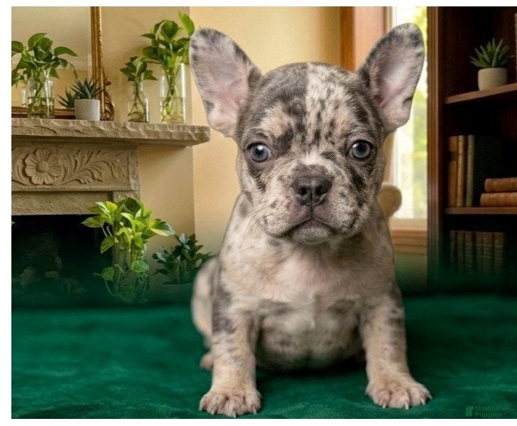 German Shepherd dogs Anthony - Ad 16