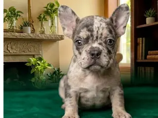 German Shepherd dogs Anthony - Ad 3