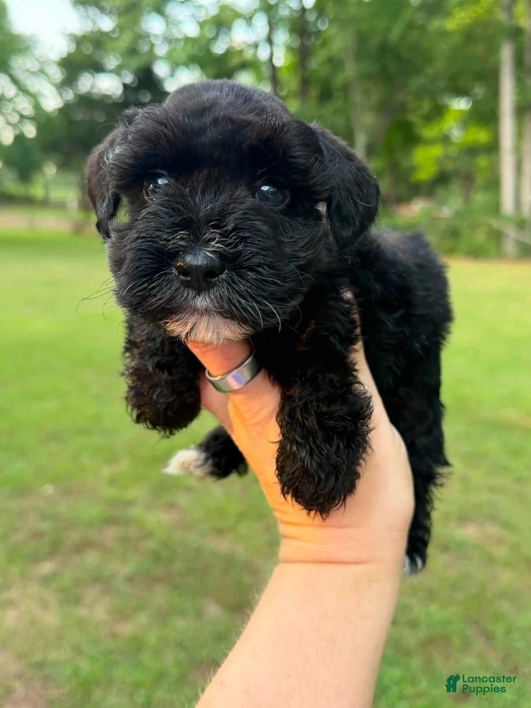 Miniature Schnauzer dogs for sale: Male 1 - Black coat - Ad 2