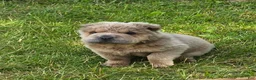 Shar Pei dogs for sale: Roman - Ad 26