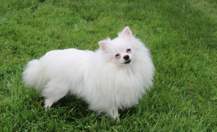 Pomeranian dogs Ruby - Ad 2