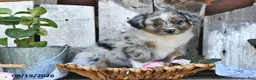 Australian Shepherd dogs for sale: Twila - Ad 3