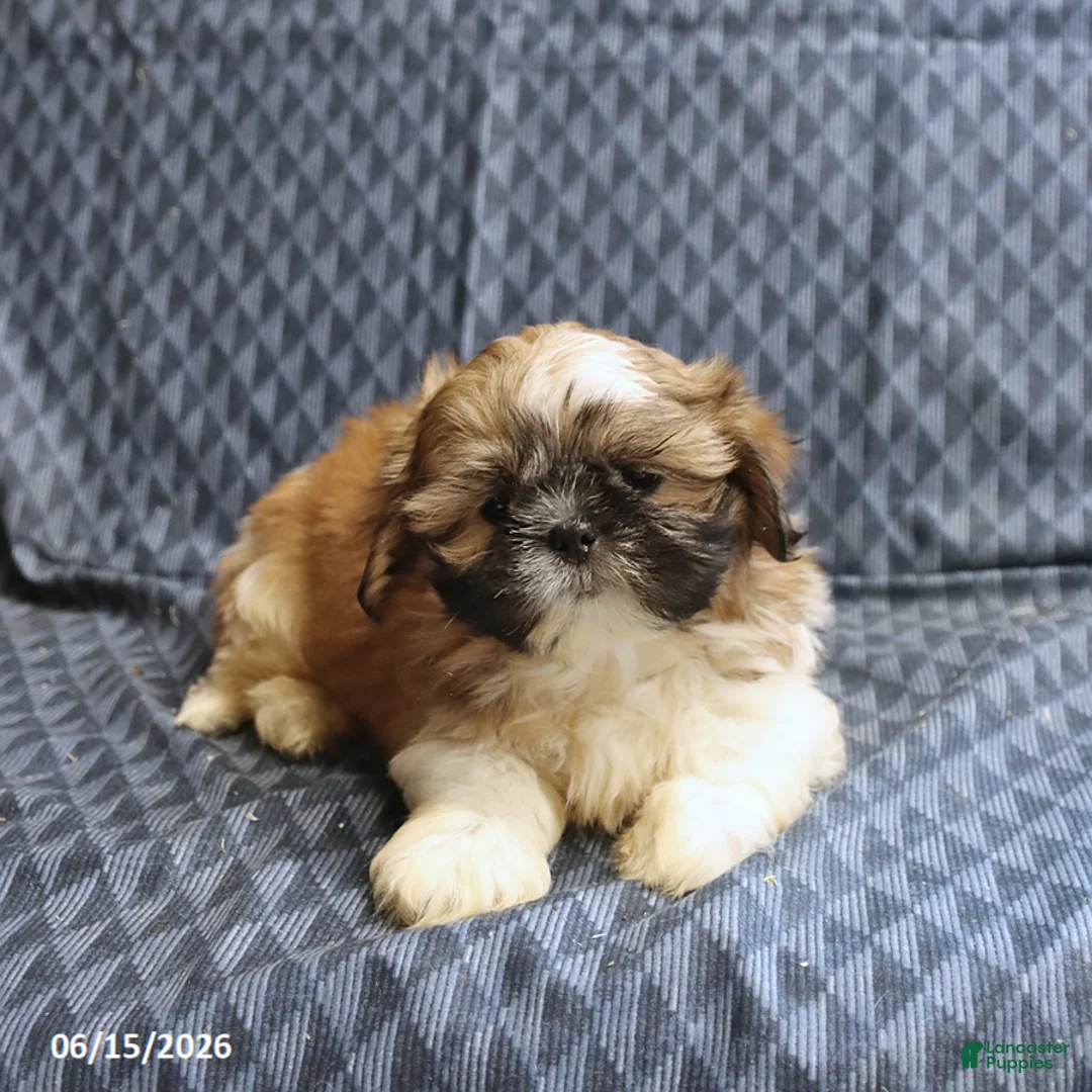 Shih Tzu dogs for sale: Chase - Ad 5