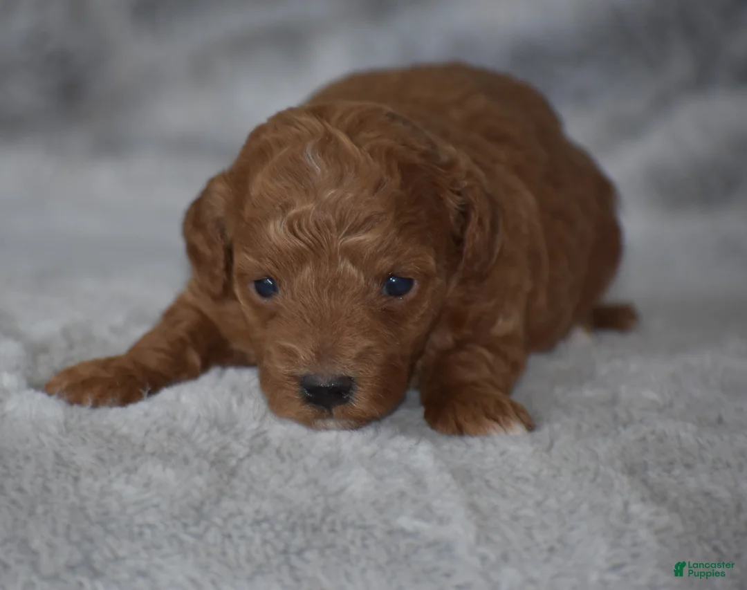 Miniature Poodle dogs for sale: Roxy - Ad 1