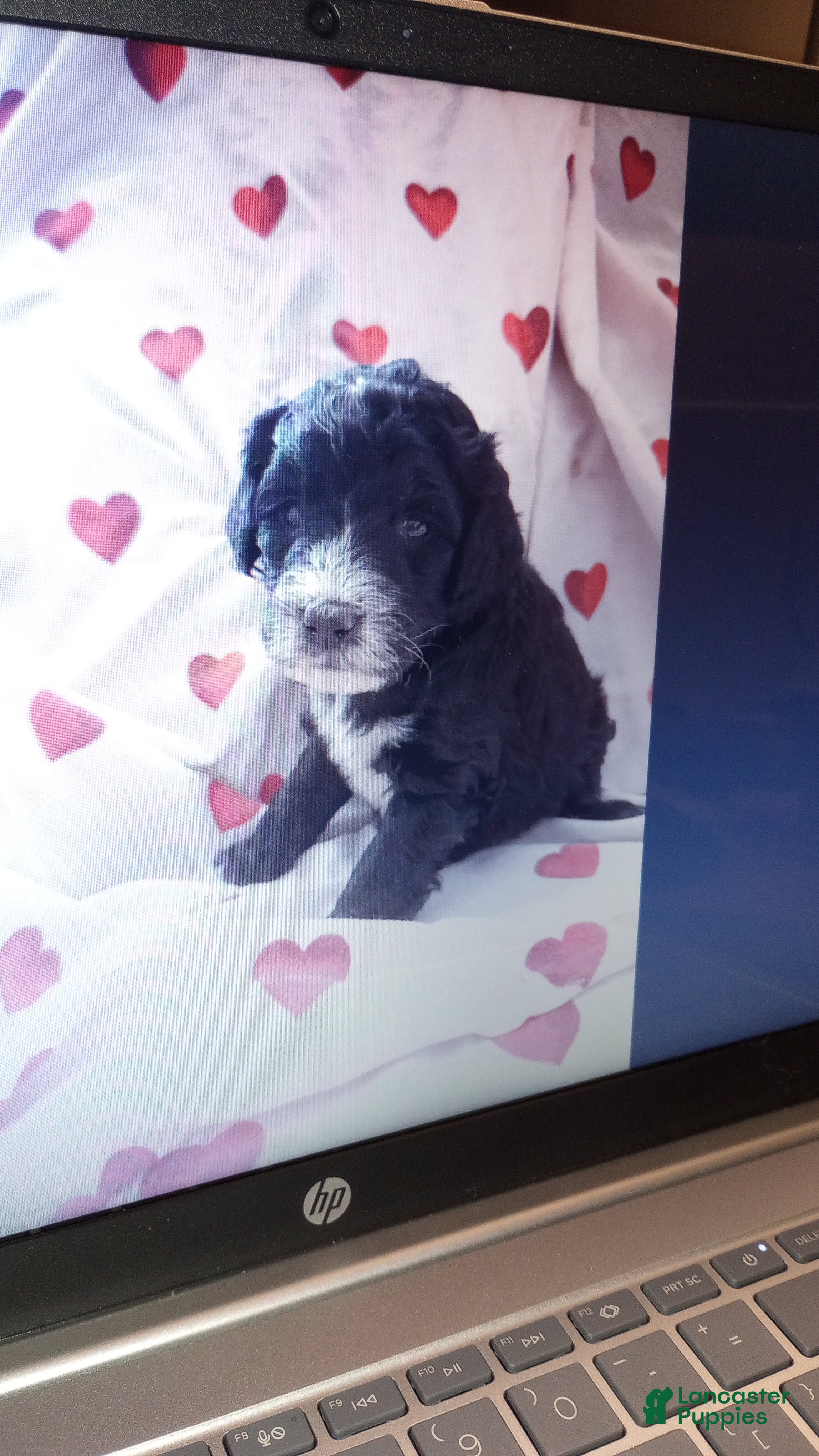 Bernedoodle dogs Piper  - Ad 1