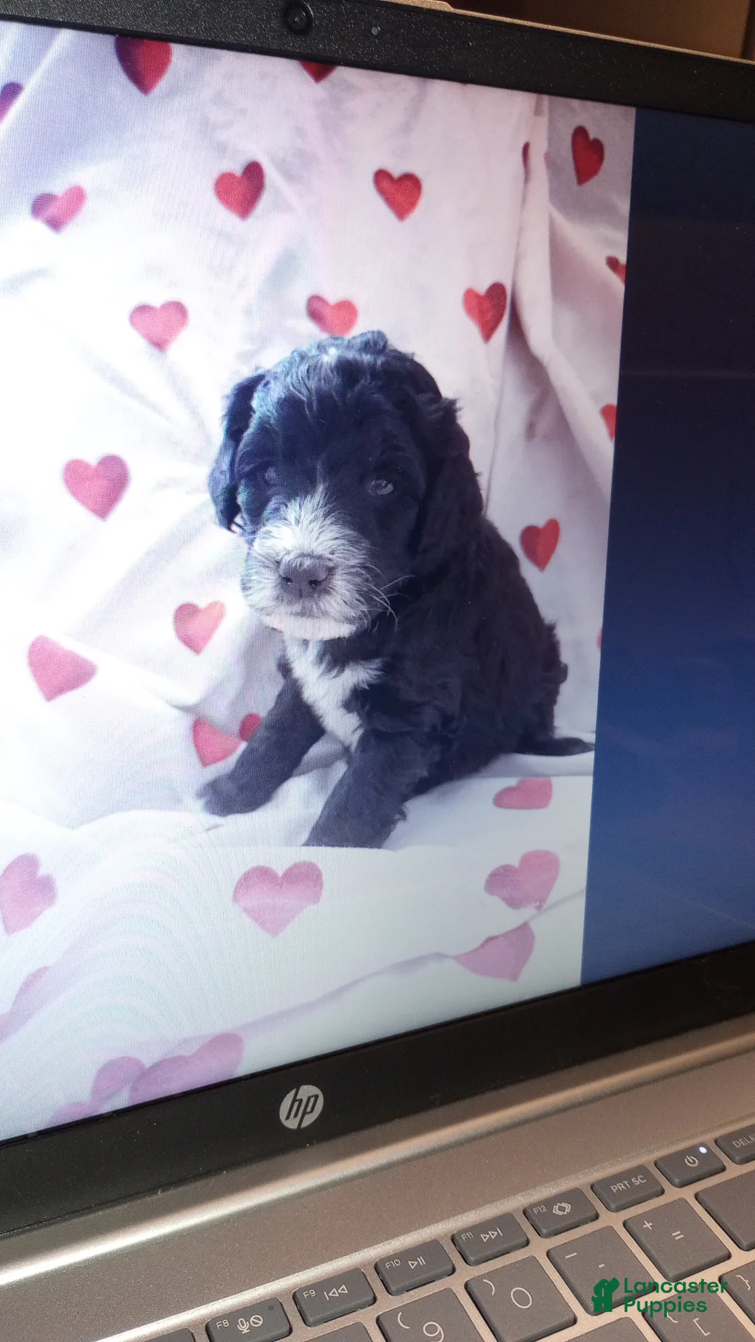 Bernedoodle dogs for sale: Piper  - Ad 1