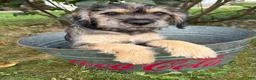 Schnoodle dogs for sale: Tia - Ad 4