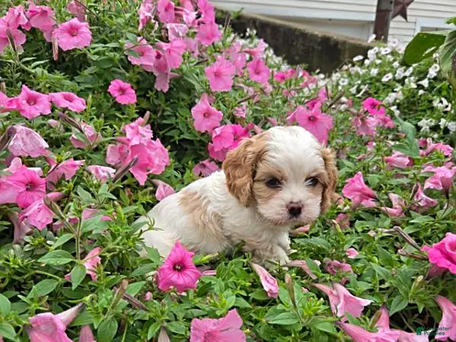 Cockapoo dogs Bella - Ad 2