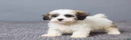 Teddy Bear dogs for sale: Lulu - Ad 5