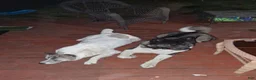 Akita dogs for sale: Akita 4 - Ad 10