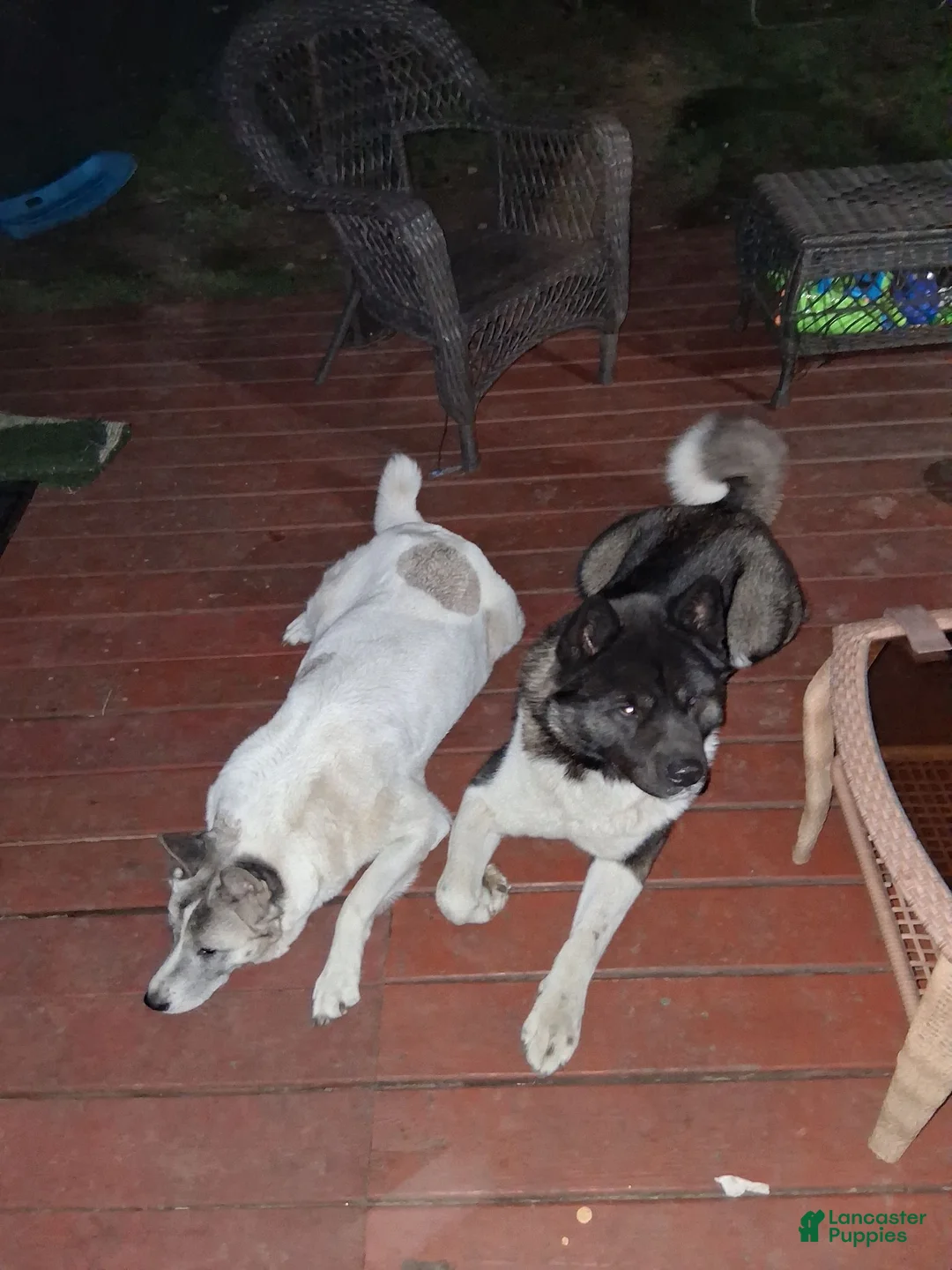 Akita dogs for sale: Akita 4 - Ad 10