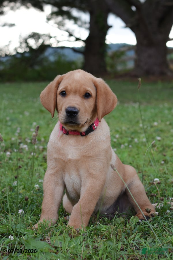 Labrador Retriever dogs Muffin - Ad 1