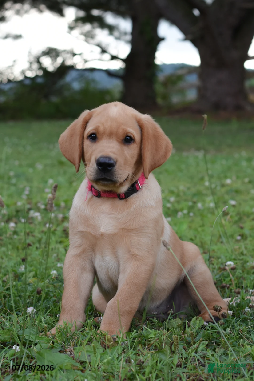 Labrador Retriever dogs for sale: Muffin - Ad 1