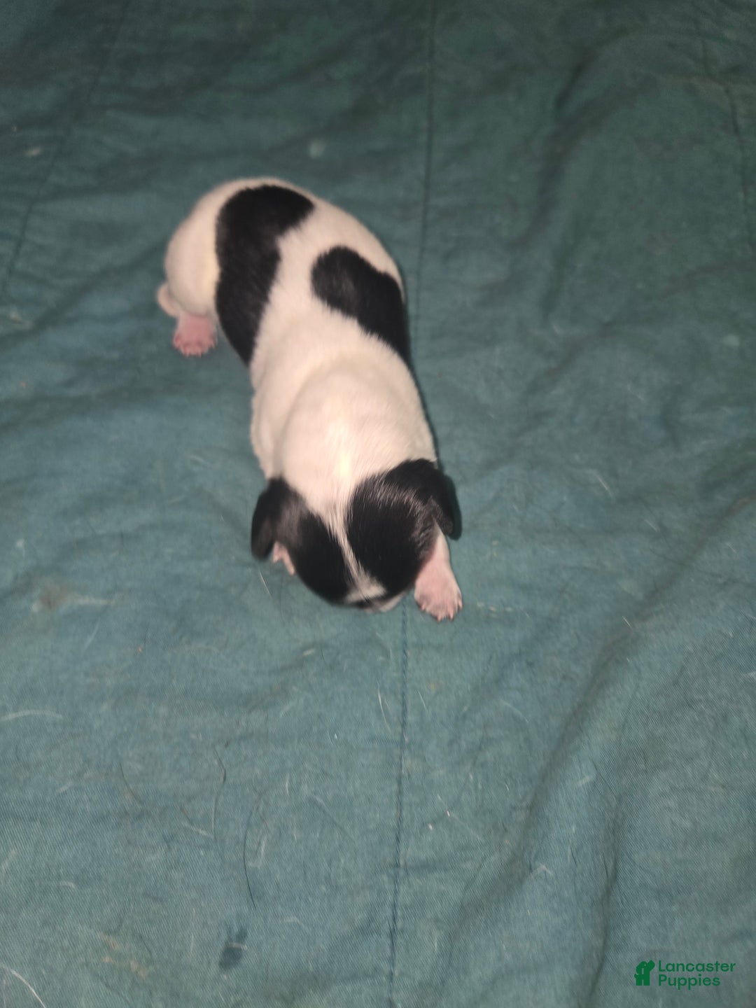 Dachshund dogs for sale: Dachshund Puppy 2 - Ad 1