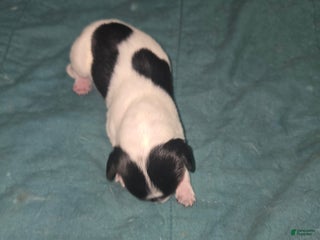 Dachshund dogs Dachshund Puppy 2 - Ad 1