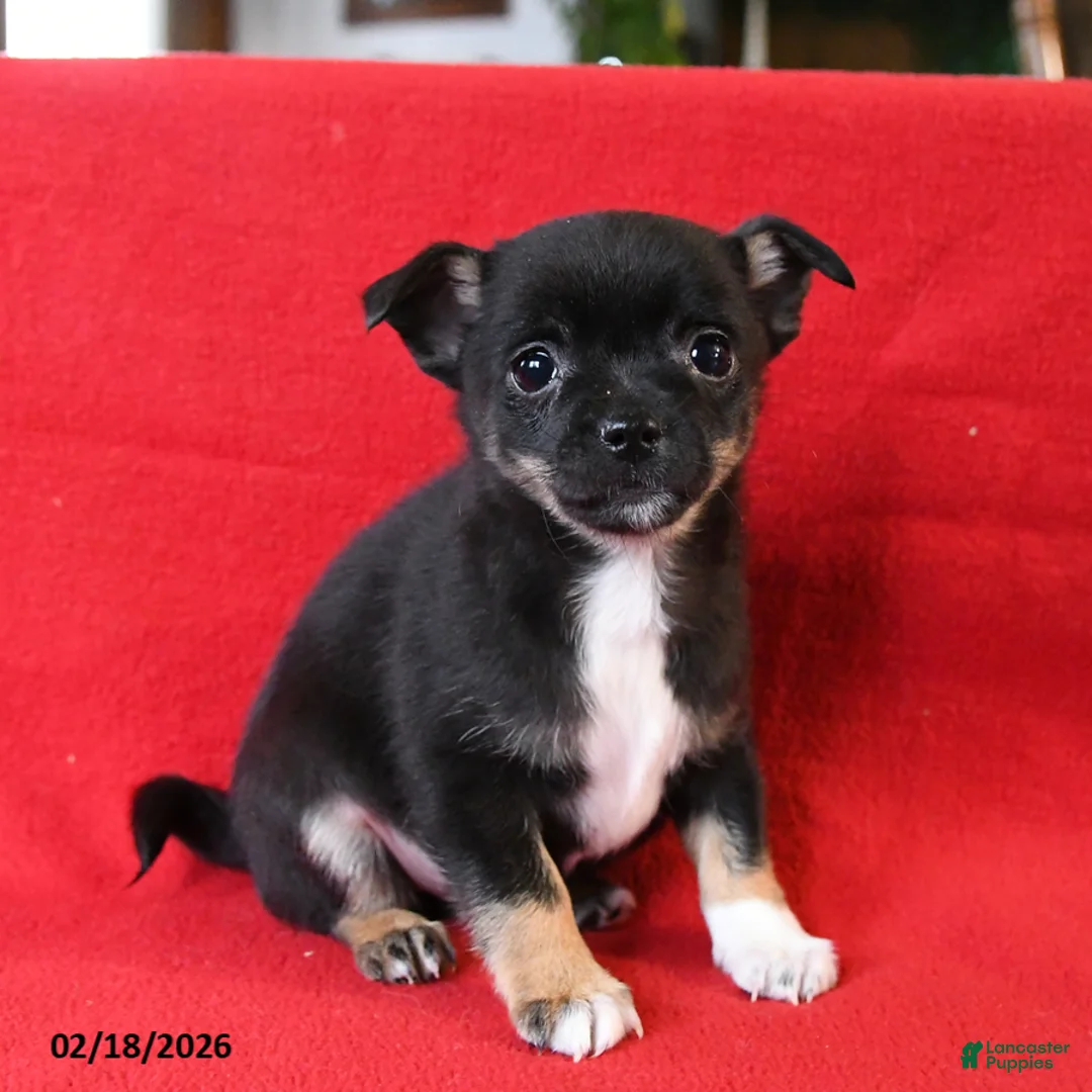 Chihuahua dogs for sale: Tito - Ad 1