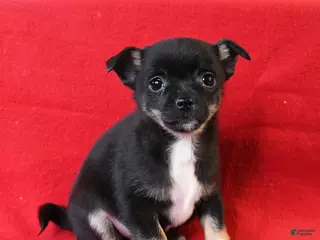 Chihuahua dogs for sale: Tito - Ad 2