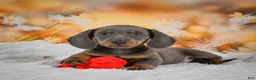 Miniature Dachshund dogs for sale: Dallas - Ad 6