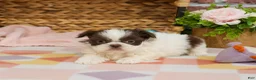 Shih Tzu dogs for sale: Alani  - Ad 3