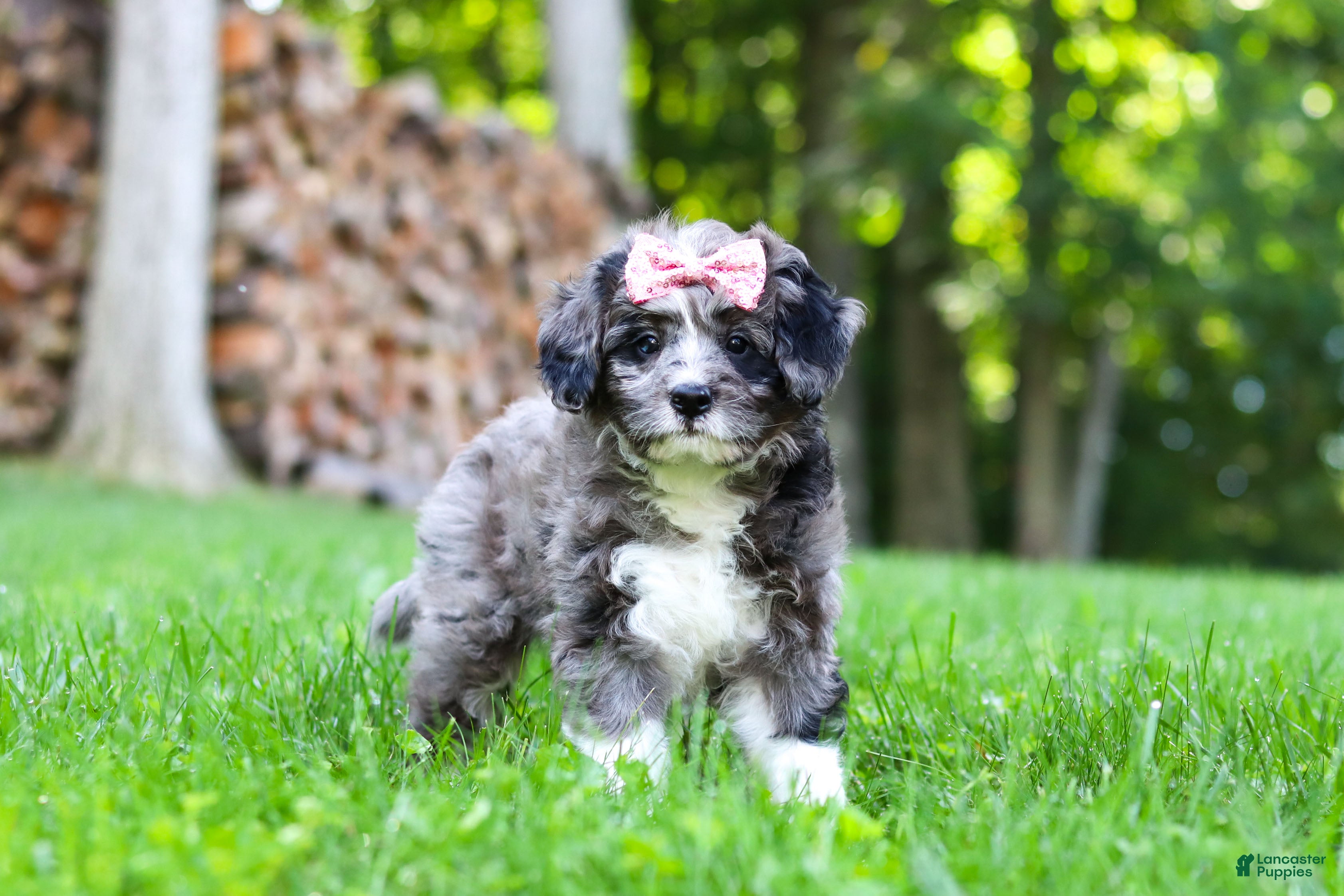 Bernedoodle dogs Willow - Ad 2