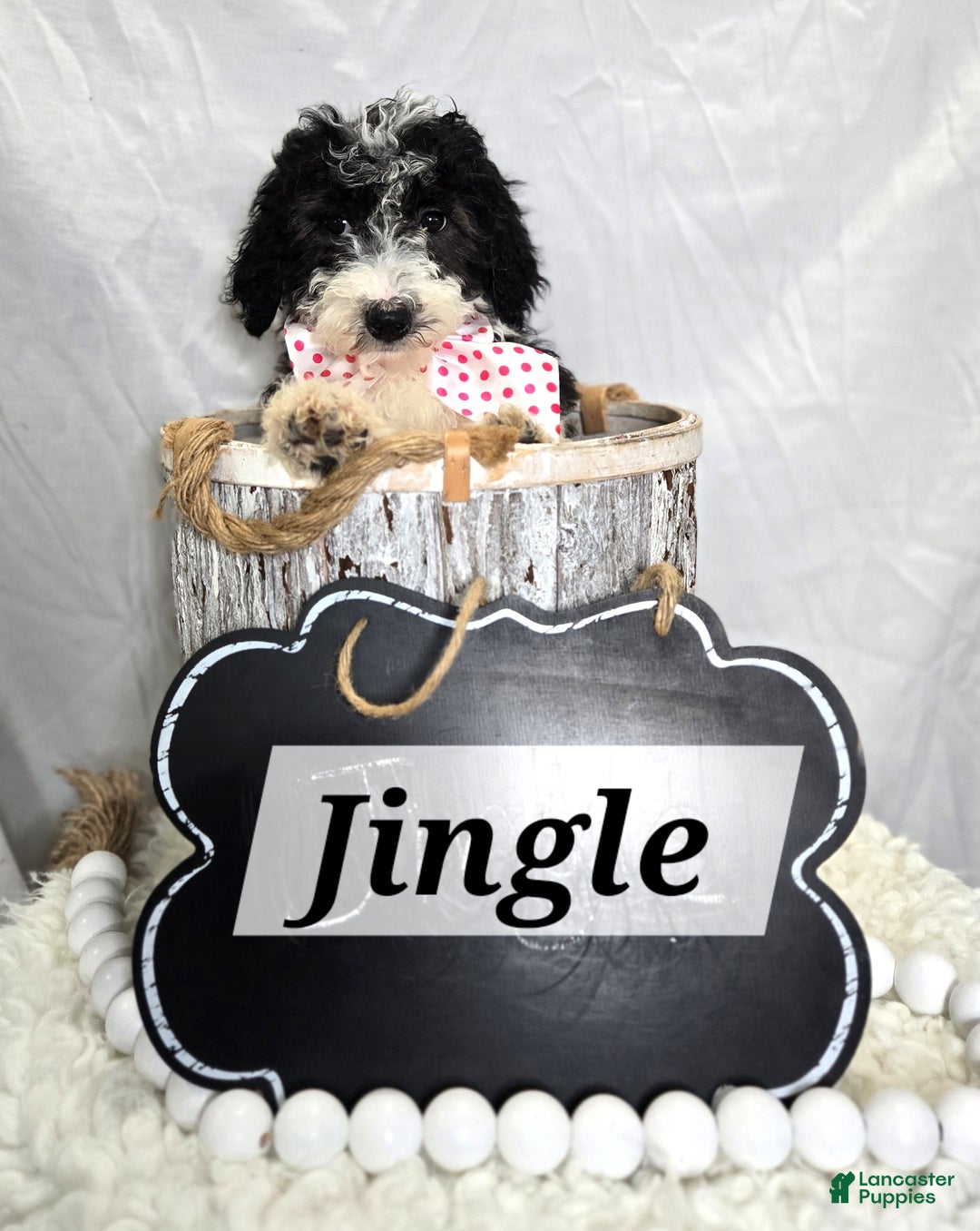 Mini Sheepadoodle dogs for sale: Jingle - Ad 2