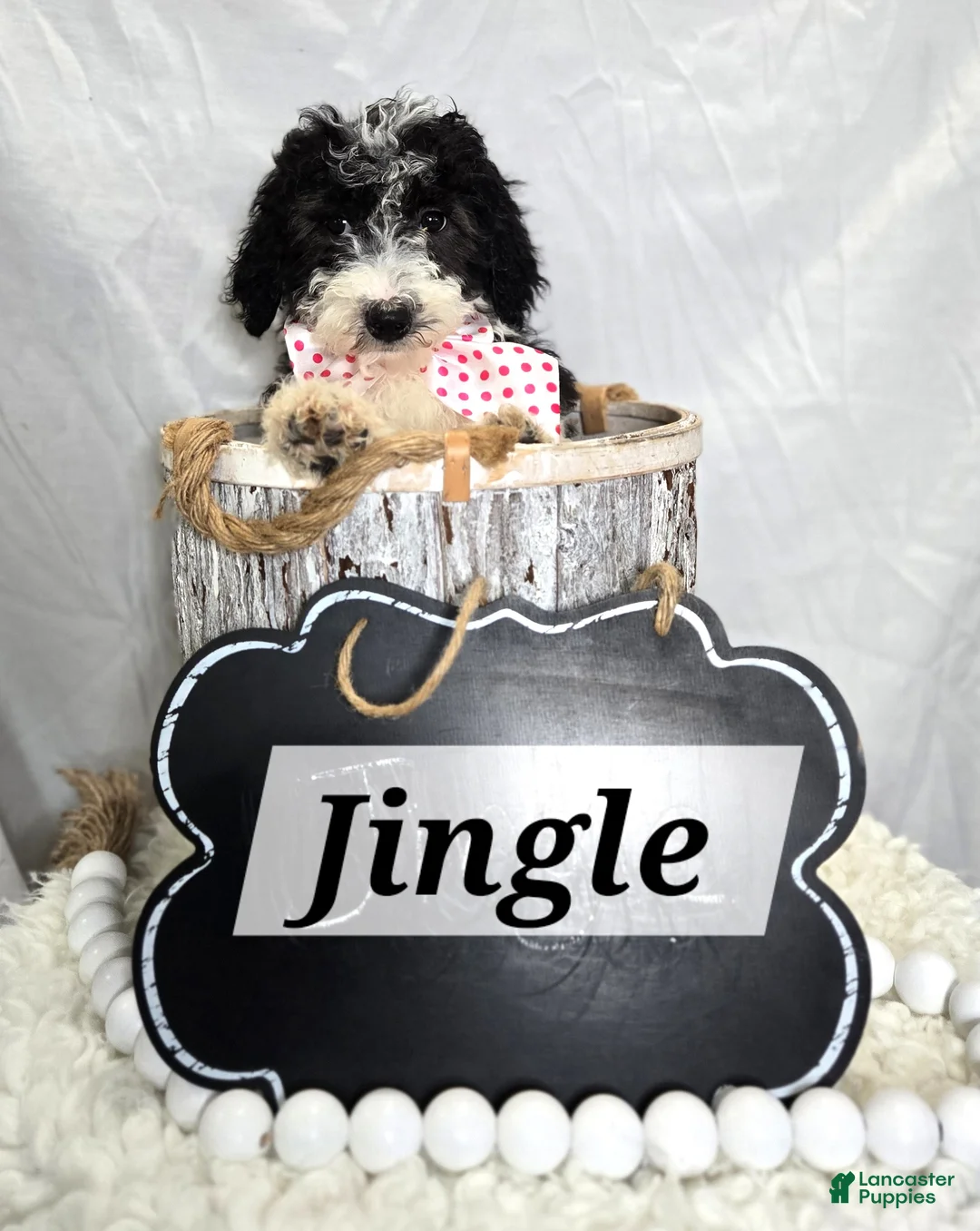 Mini Sheepadoodle dogs for sale: Jingle - Ad 2